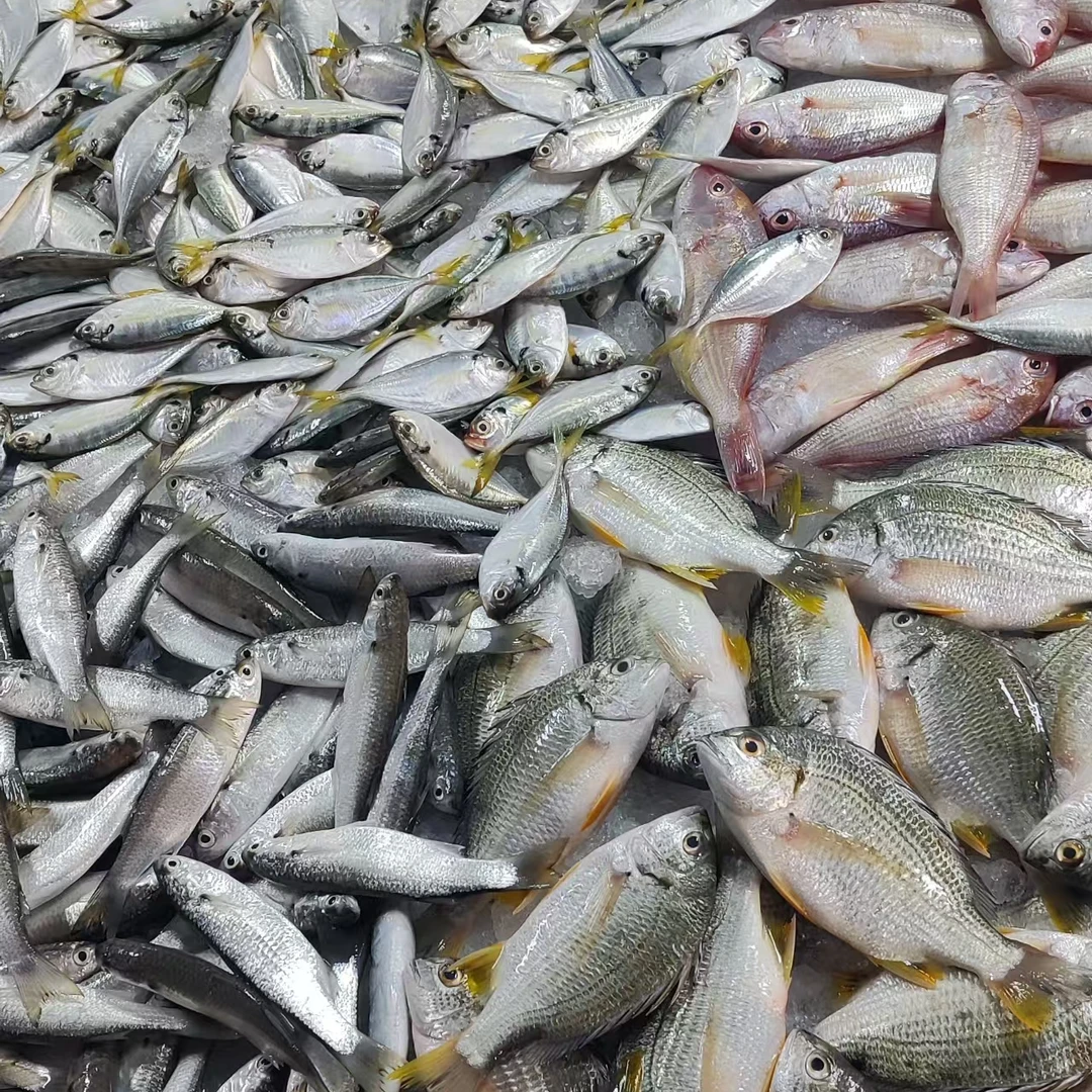 【小妹】广东湛江本港新鲜野生杂鱼混搭到手5斤