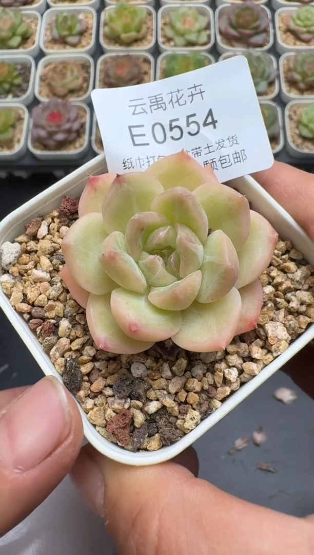 554E云禹多肉植物 带盆土纸巾打包 3颗包邮