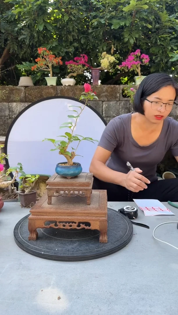 芳*三角梅绿叶枚红