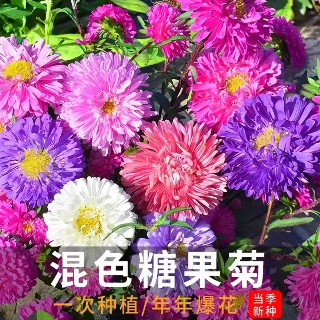 【直播专享】混色彩虹糖果菊种子室内外翠菊耐热耐寒阳台庭院简单