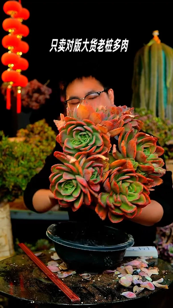 【闪购商品】143号大彩蝶
