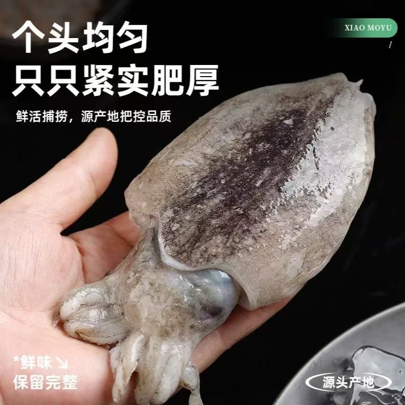 【莫小鱼现称东海墨鱼】超低温速冻发货石浦海鲜东海小墨鱼乌贼鱼