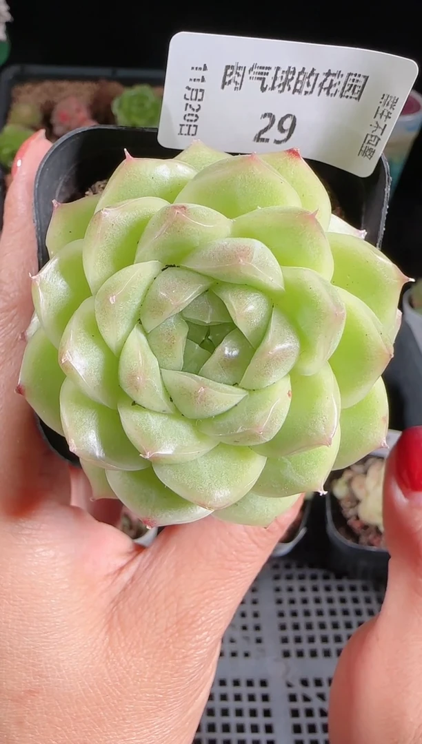 1120-29群生不包整