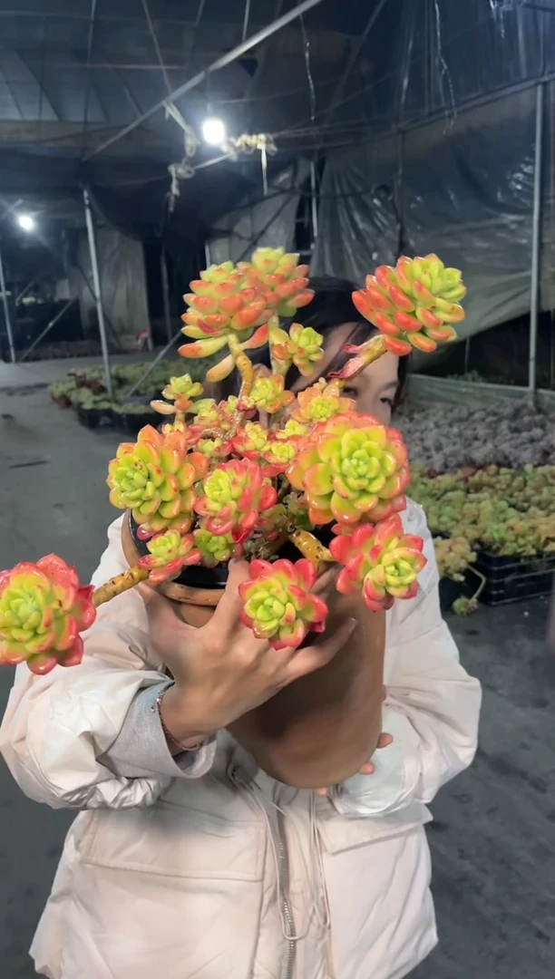 【闪购商品】23-香格里拉