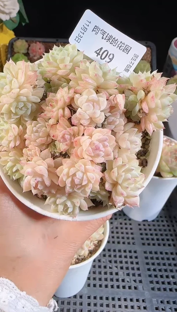 1113-409群生不包整