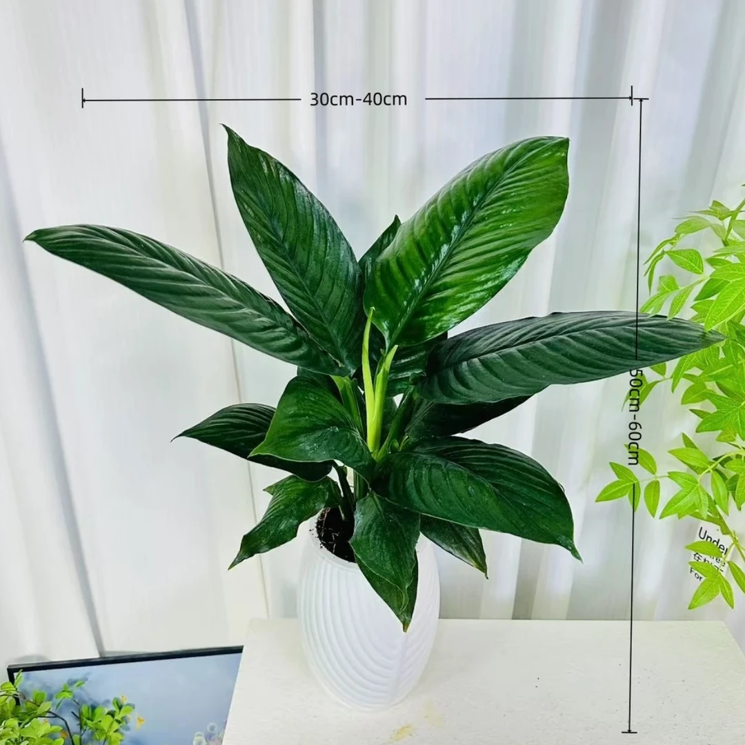 大叶绿巨人 室内绿植客厅办公室都可以摆 四季常青 高50-60CM