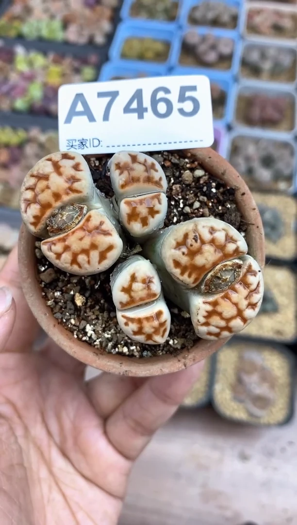 【闪购商品】7465直播间一物一拍链接