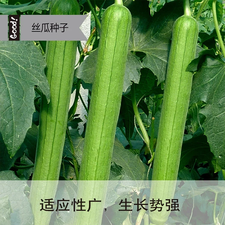 (拍2发3)长香丝瓜种子香嫩早熟丝瓜种子四季南方北方丝瓜籽蔬菜种