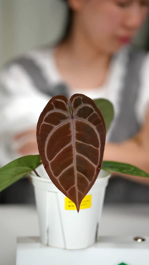 完全开放奇妙森林梦天使x紫水晶