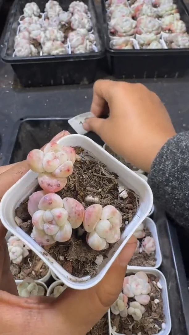 【闪购商品】12号到手2棵江北多肉一物一拍