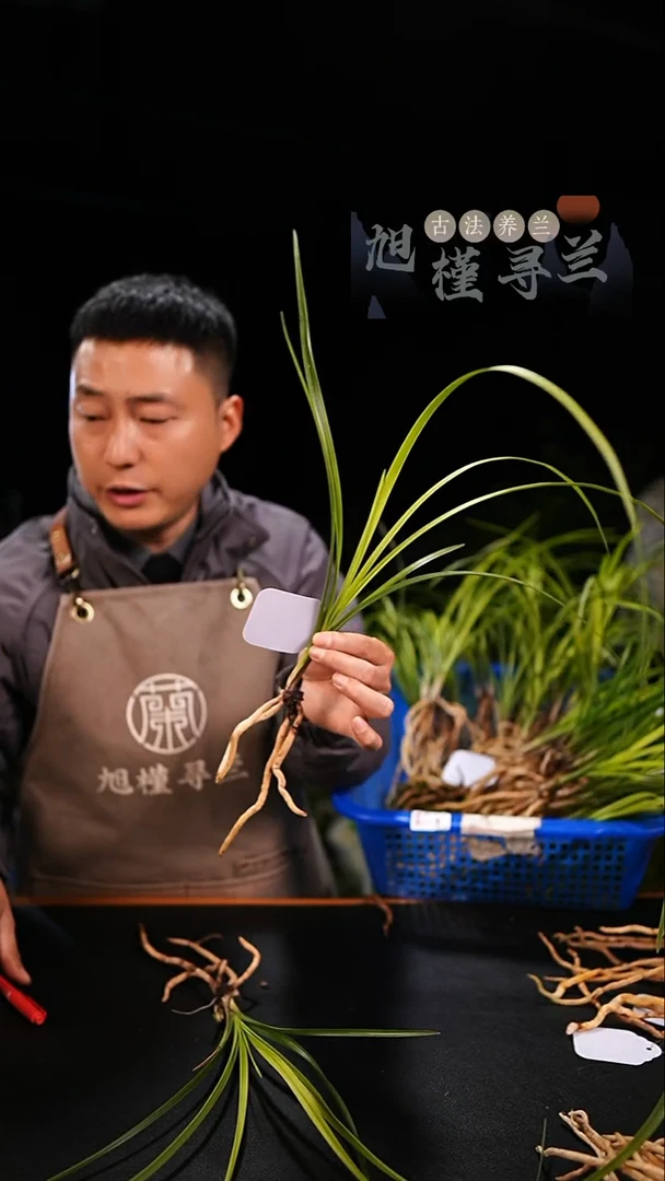 当前无花栽培后可以开花A****n蕙兰朱金黄心草（龙头单苗）