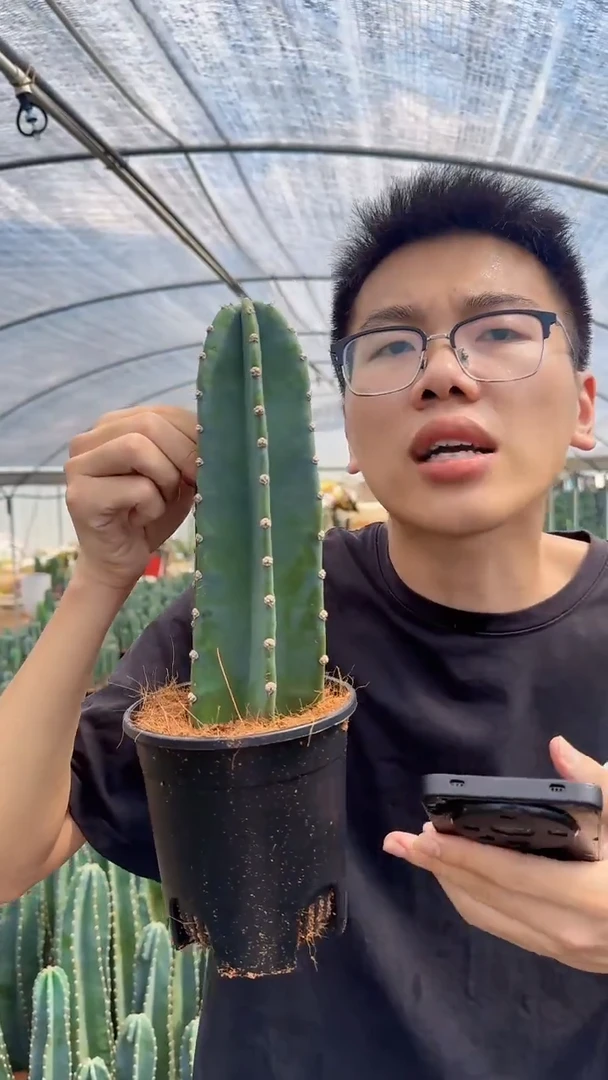 【带根】15cm+量天尺 不指定带花苞