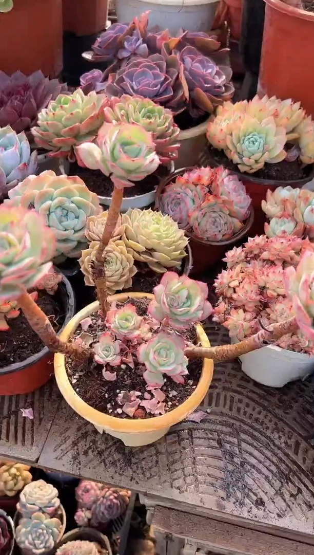 碧*蝴阿迷洲多肉29340