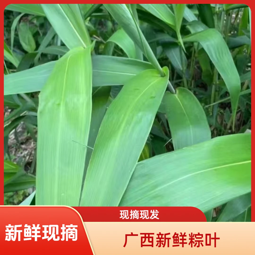 新鲜粽叶广西粽叶大芒叶箬叶天然健康适合端午节家用现摘现发