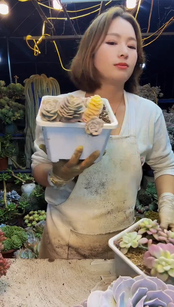 优**梦可爱玫瑰锦洛神锦一物一拍