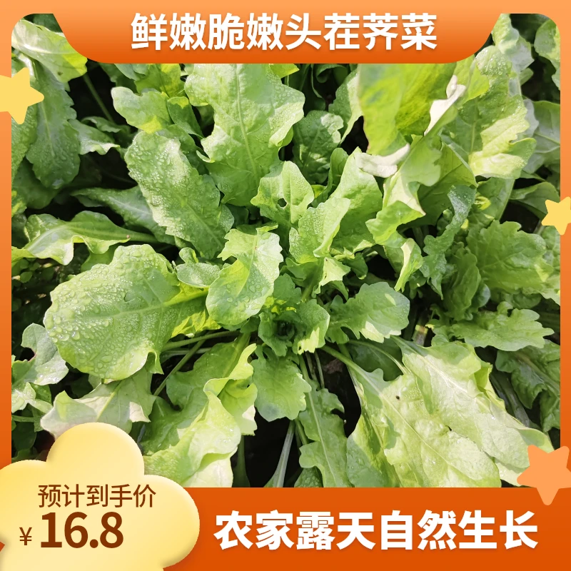 荠荠菜2025年农家露天新鲜头茬荠菜自然生长做水饺馄饨野菜包饺子