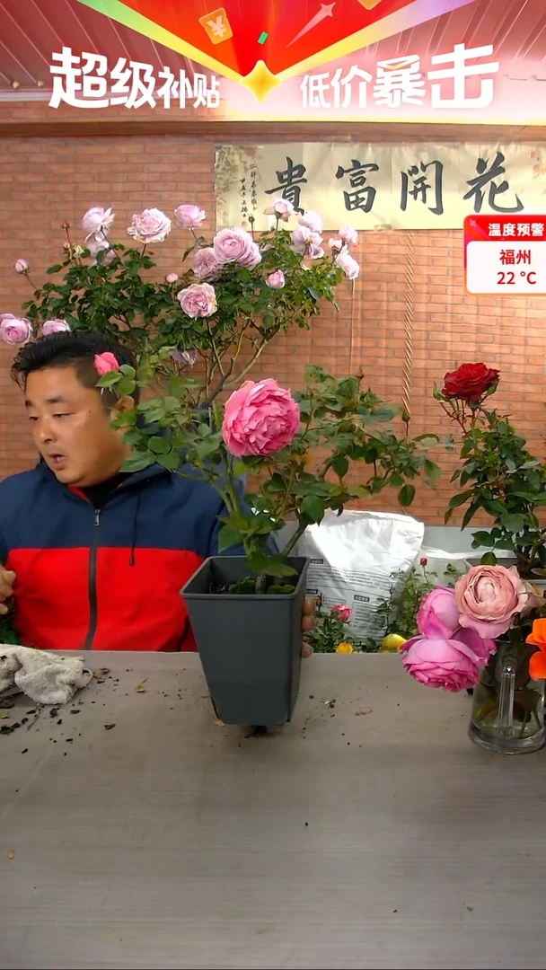 当前无花朵，栽培后可花朵莲舟