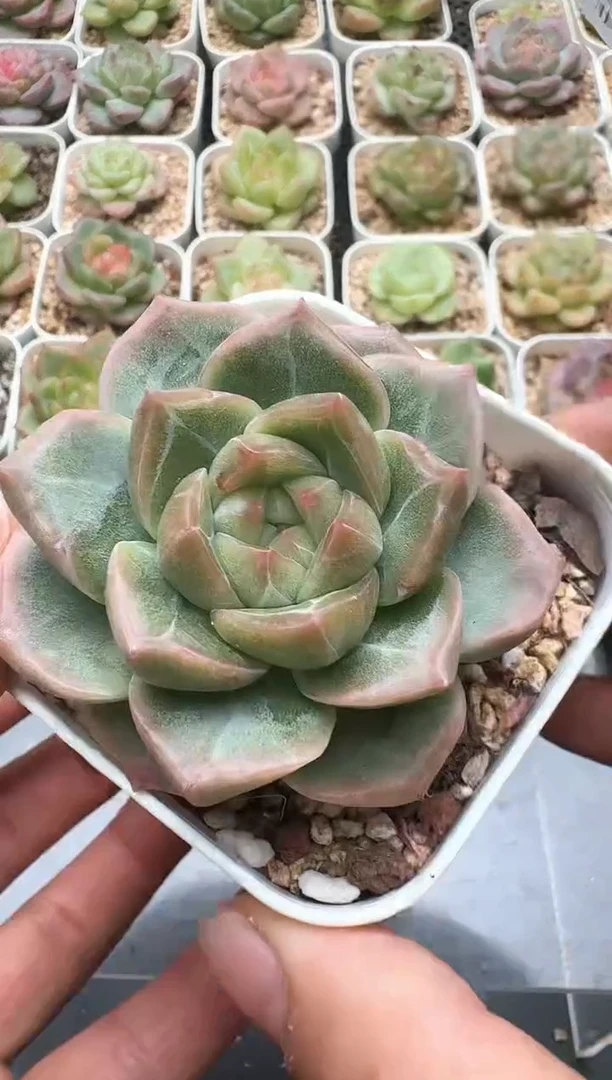 078D云禹多肉植物 带盆土纸巾打包 3颗包邮