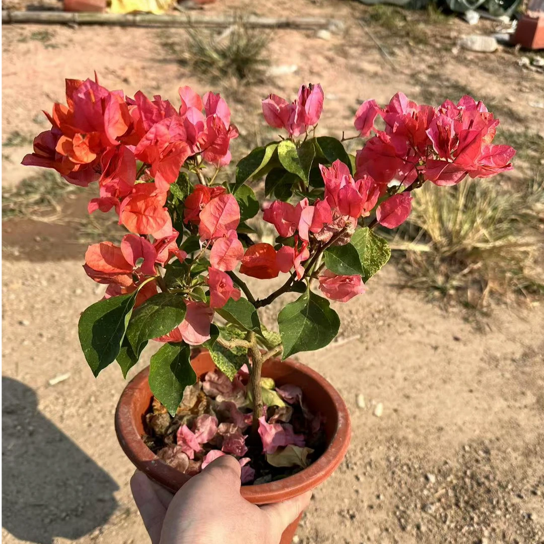 钻石橙三角梅庭院阳台好养开花花卉