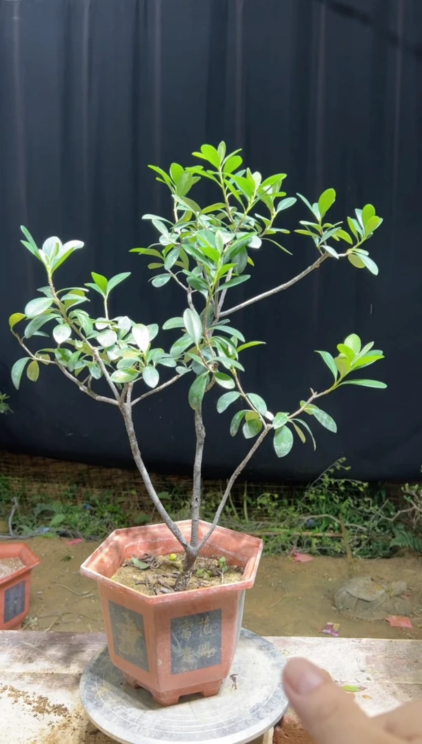 当前无花栽培后可以开花路****件海岛春花