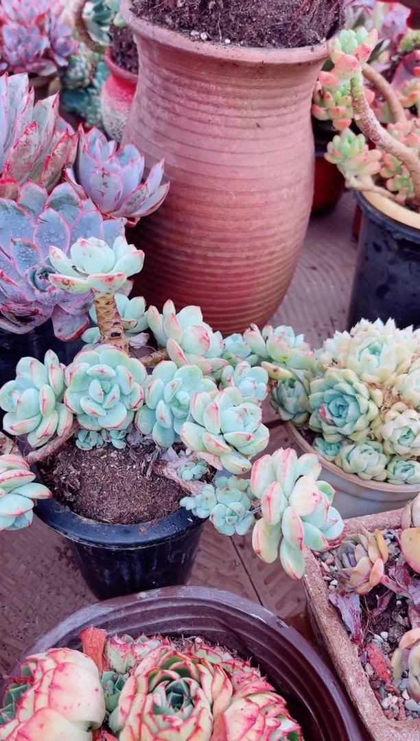爱****头19153多肉植物一物一拍