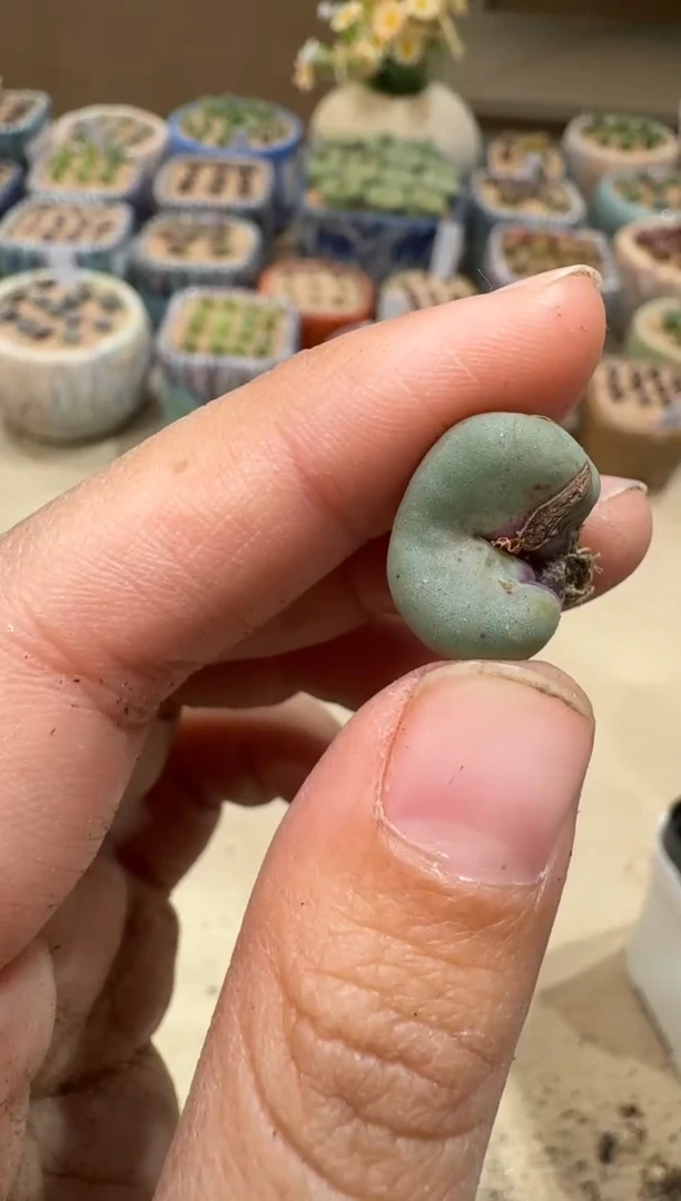 6-22多肉植物肉锥