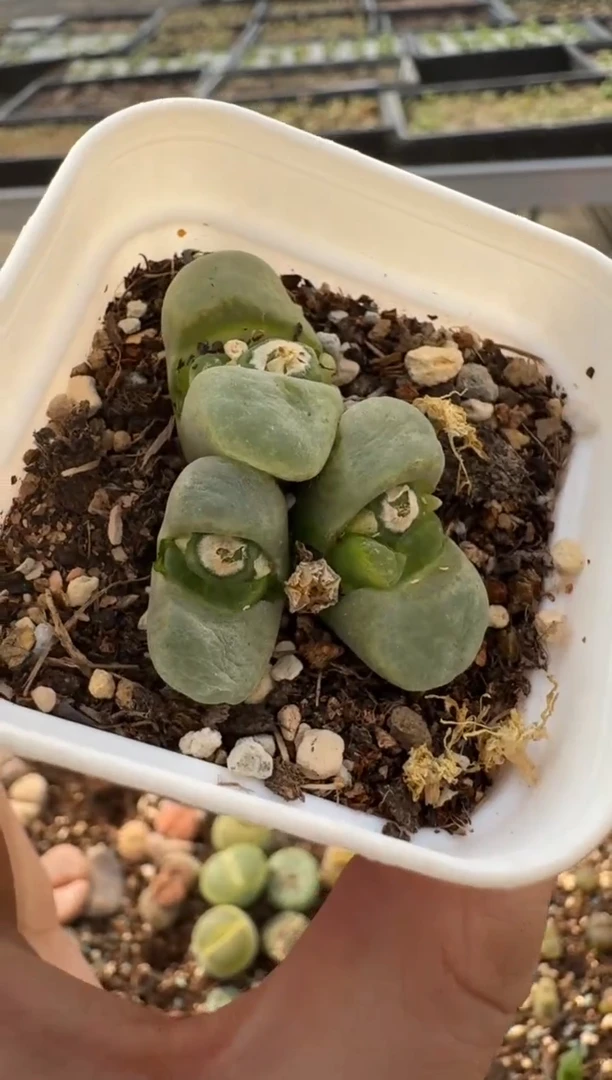 【闪购商品】7-220