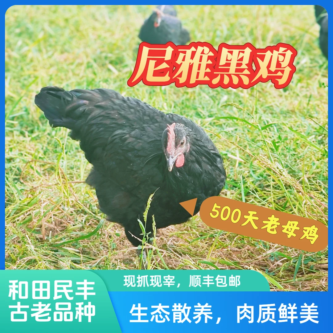 【新疆包邮】和田民丰尼雅黑鸡散养土鸡老母鸡无抗养殖500天以上