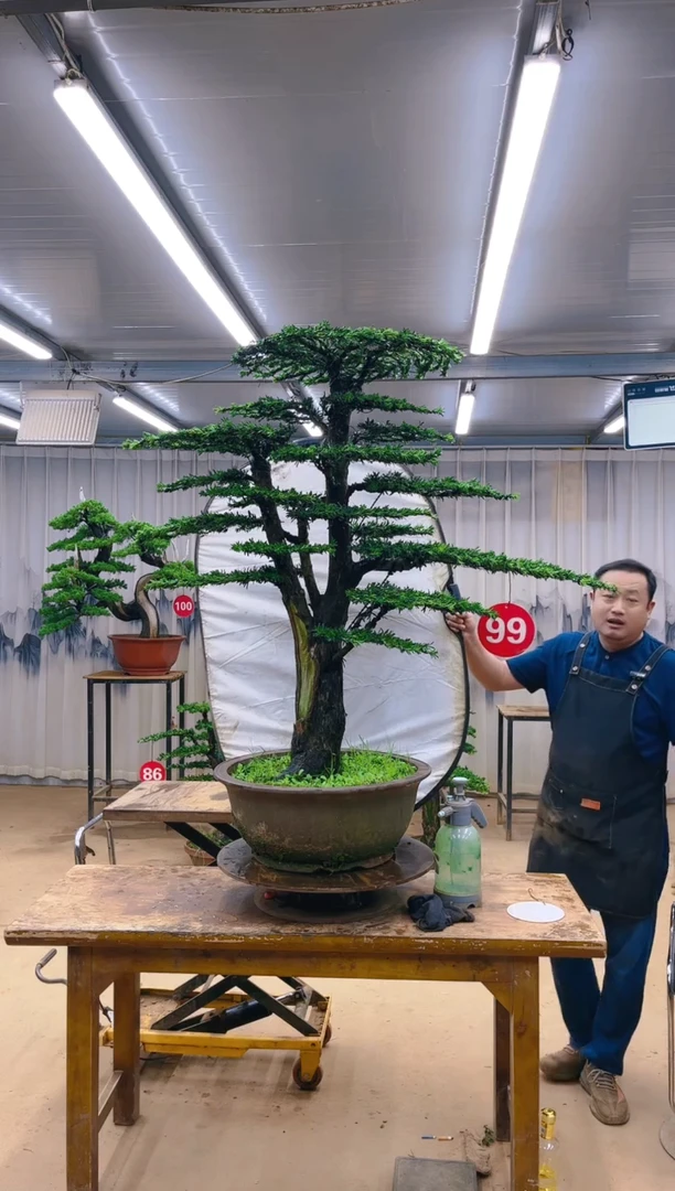 无花朵?****?精品盆景 一物一拍