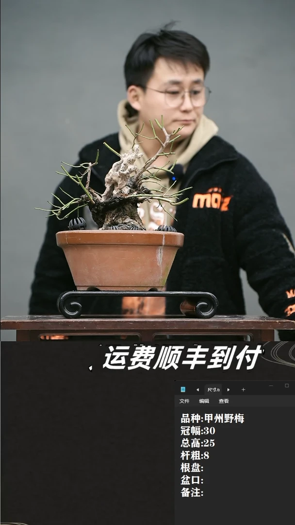 【闪购商品】36 甲州野梅