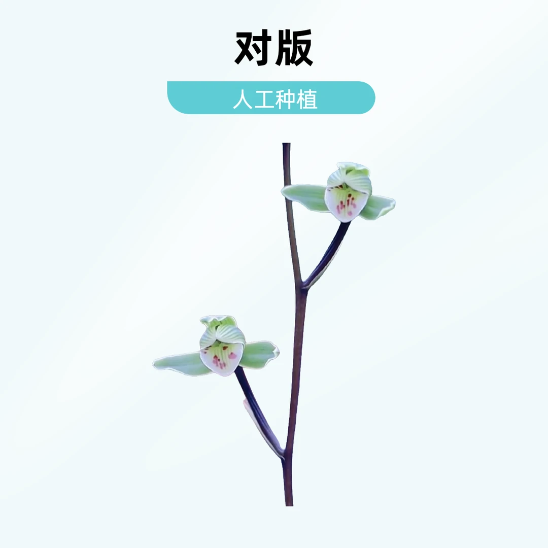 【花仙子】寒兰名品 老种2苗 花开浓香 好养易活 对版 人工种植