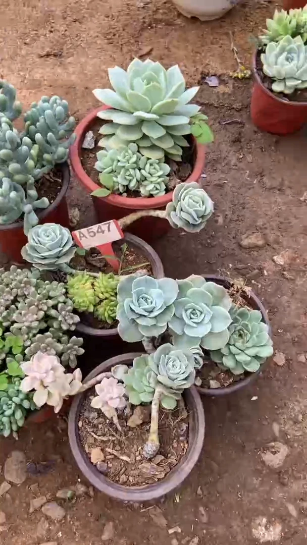 A547闪购清风花木兰多肉组合脱土发货