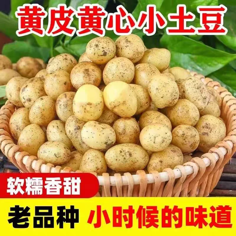 湖南农家土豆现挖新鲜土豆当季蔬菜马铃薯洋芋农村自家种植土豆