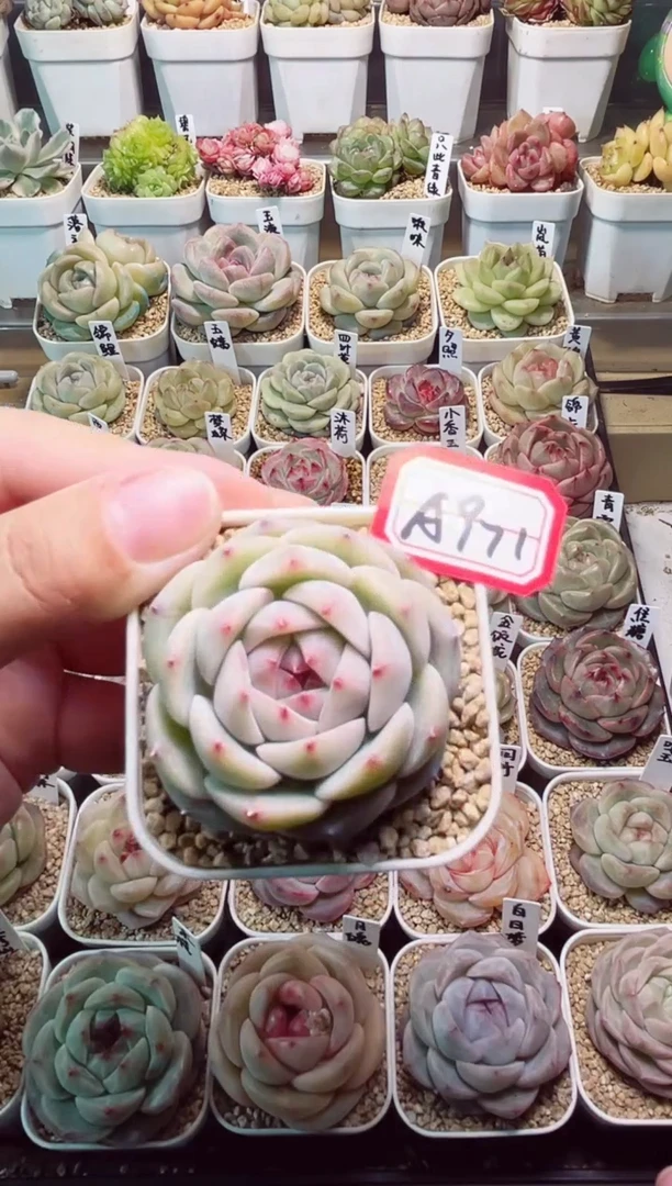 A971元宵一物一拍