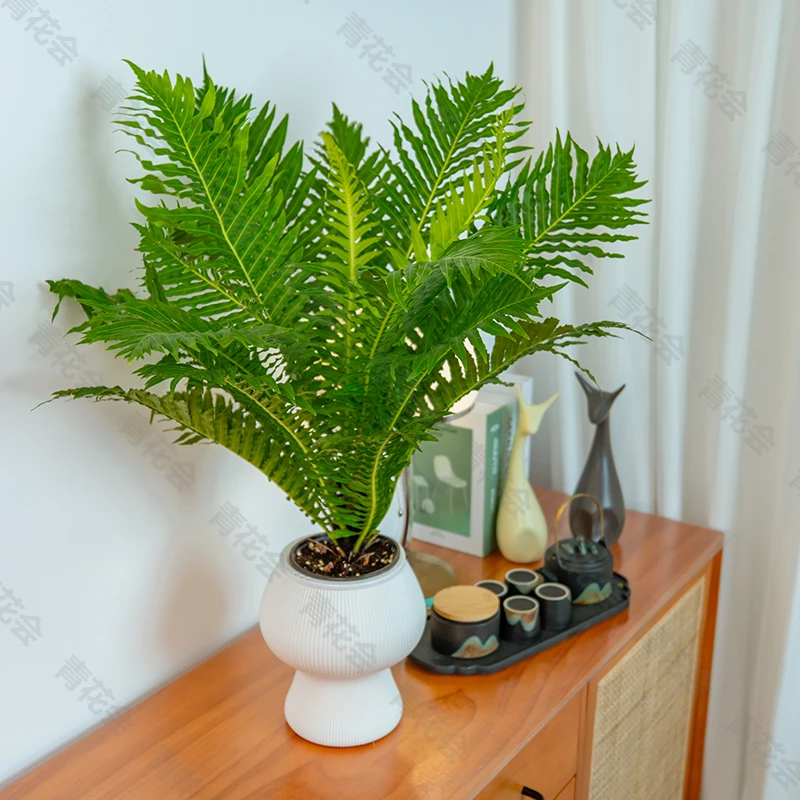 【极速空运】富贵蕨土培盆栽过年植物客厅书房绿植网红绿植室内摆件