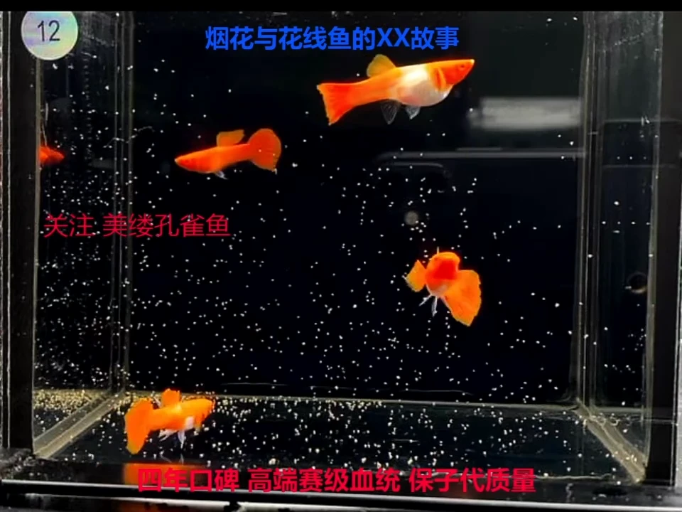 孔雀鱼红头过背双分水