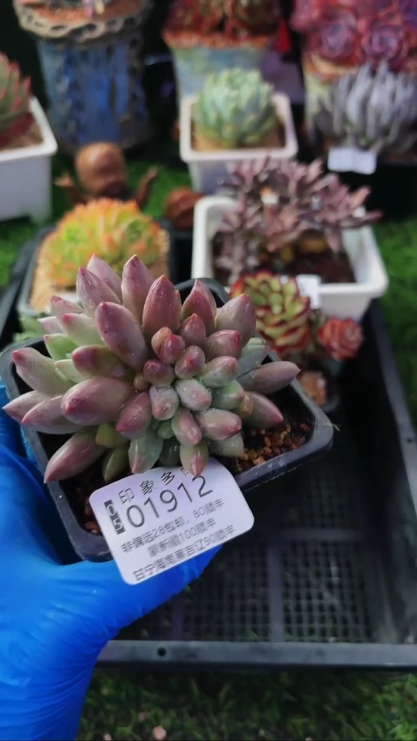 昆明印象多肉01912