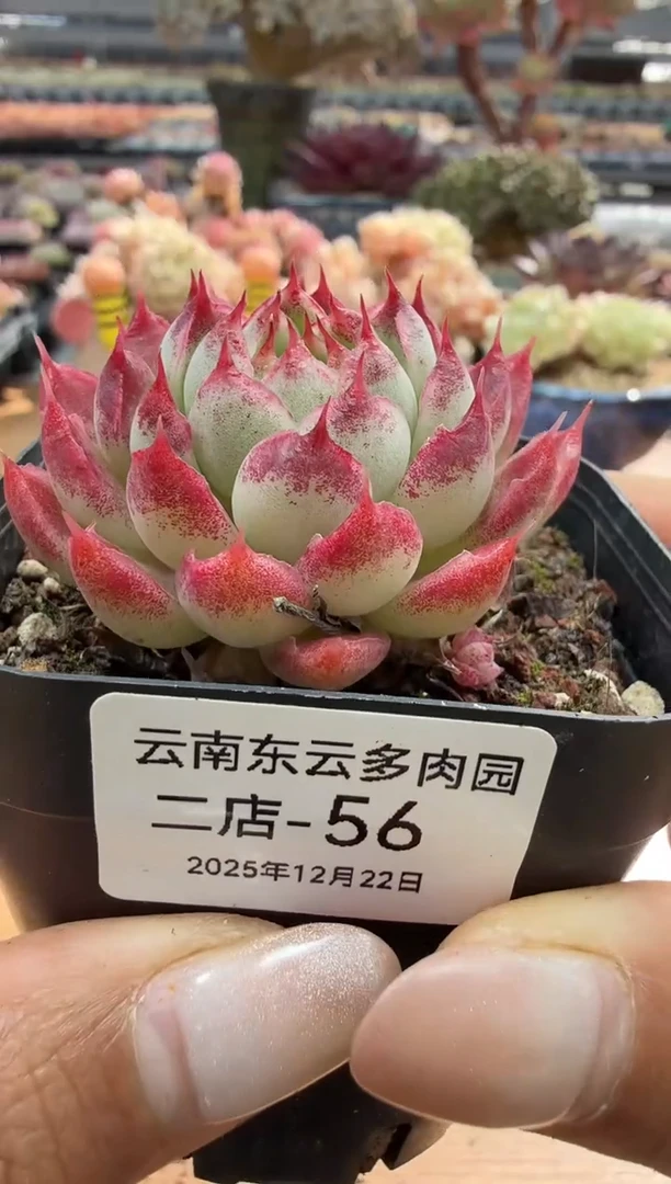 东云多肉园二店-56