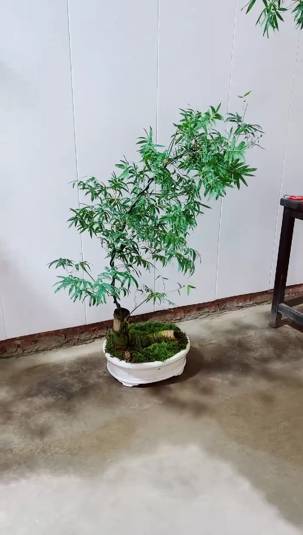 【闪购商品】绿植簕竹盆景