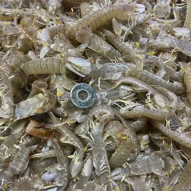 虾爬子超级超级小38十斤