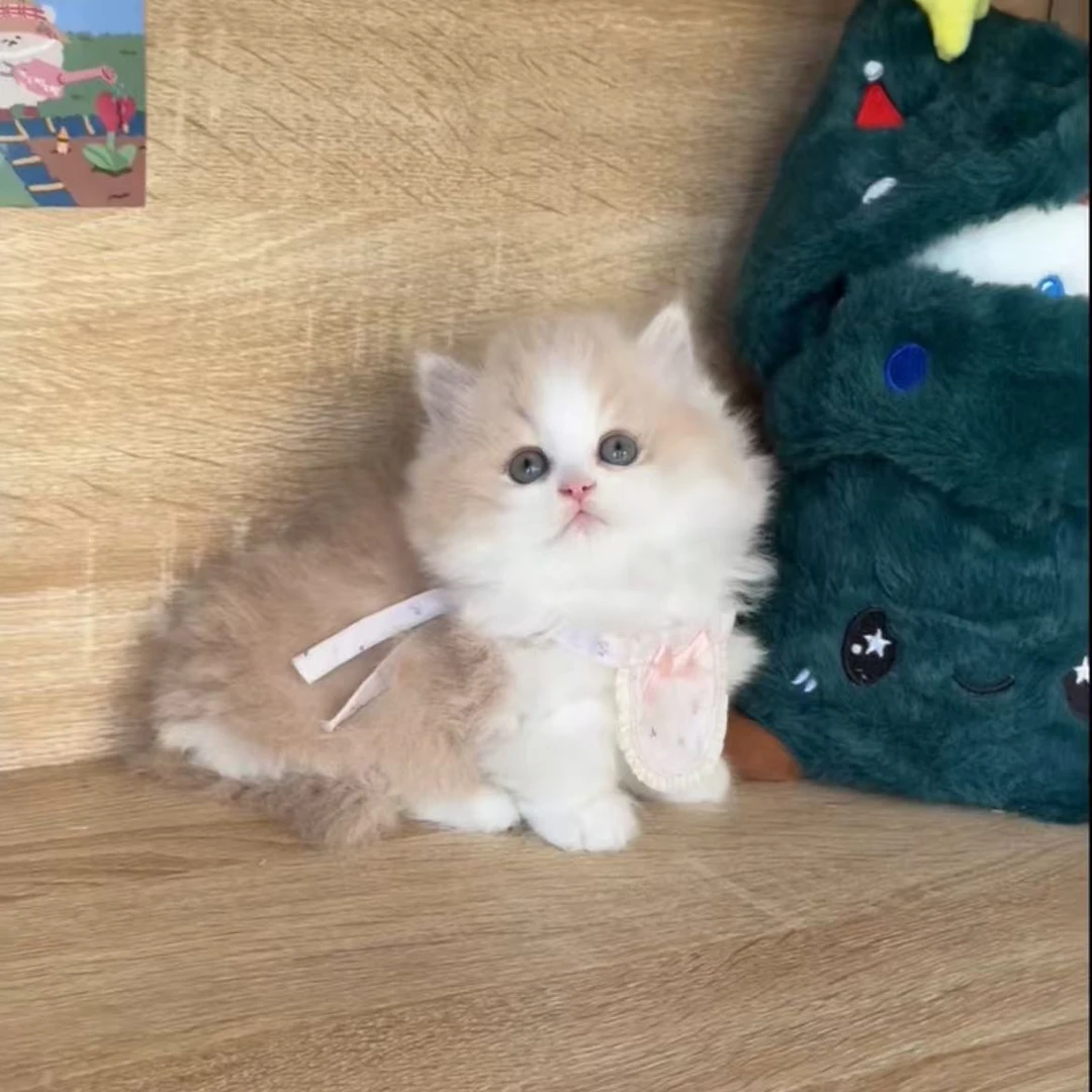 猫咪活体通用链接