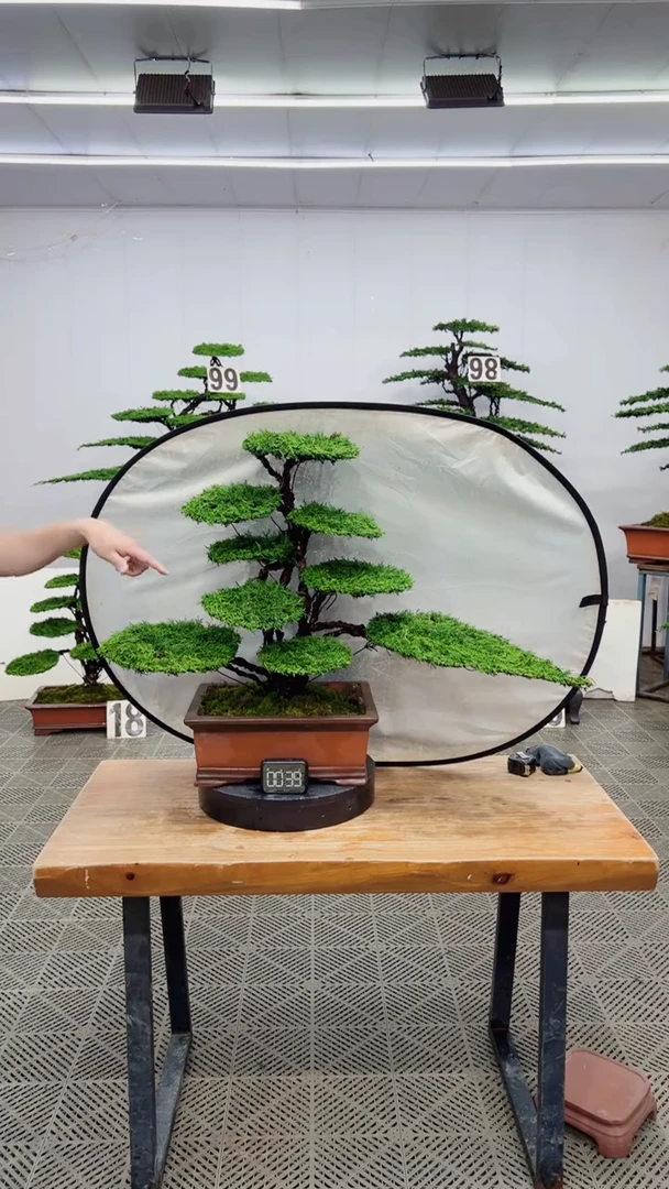 无花朵造型盆景一物一拍