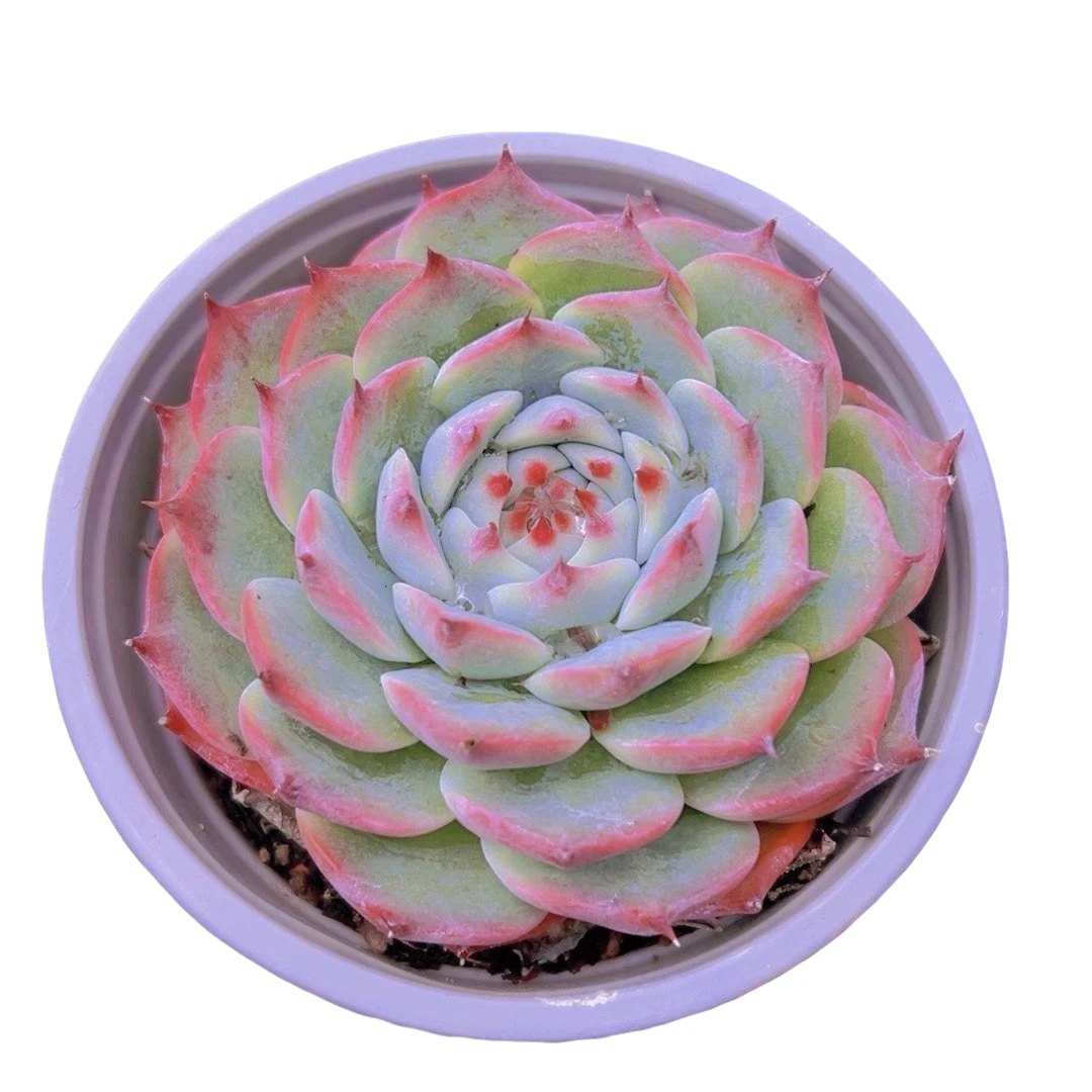 吉娃娃 脱土 (多肉植物)满19.9包邮 云南基地源头直发新手好养