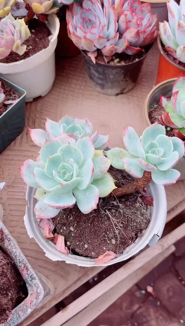铱*?01010多肉植物一物一拍