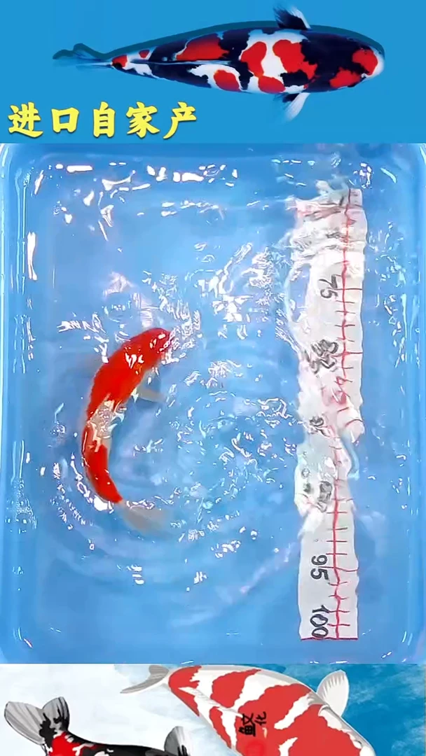 锦鲤2025/12/20悦鲤阁甄选锦鲤--22