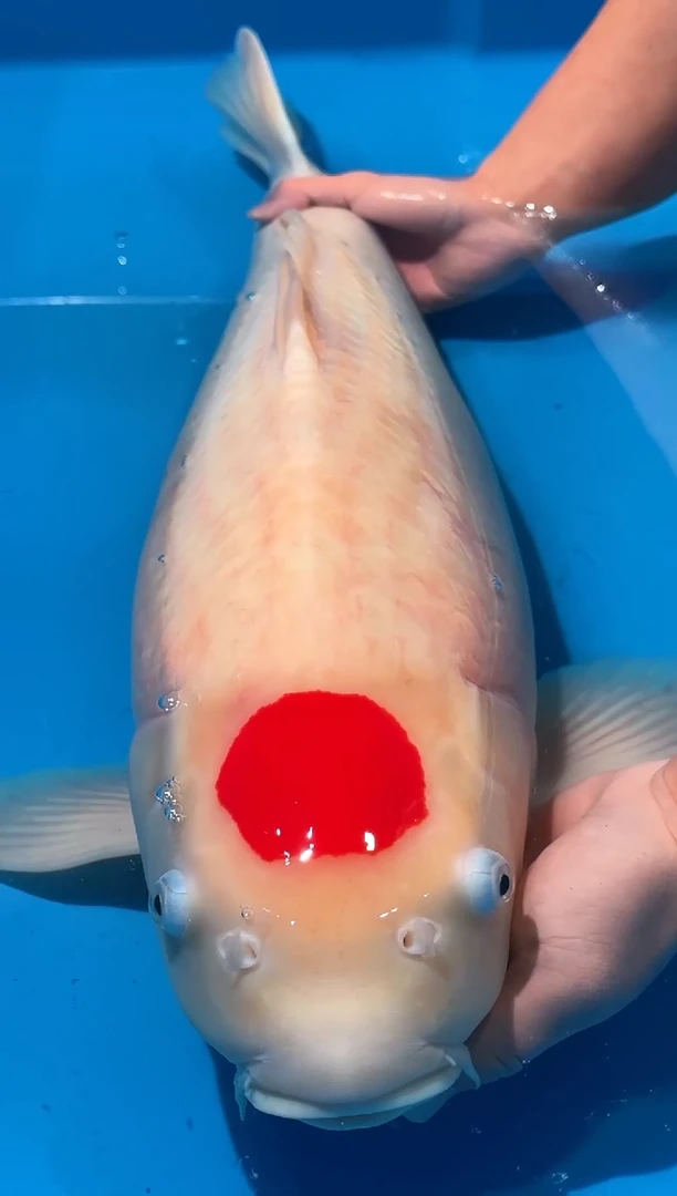 锦鲤佛山金隆锦鲤直播专用闪购链接，不支持7天无理由退货退款