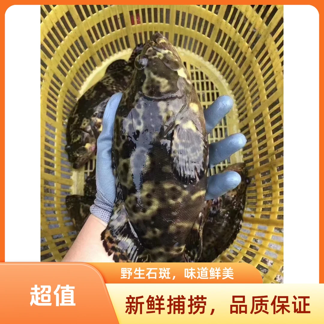 鲜活龙胆鱼1只（2.5-2.8斤）福利