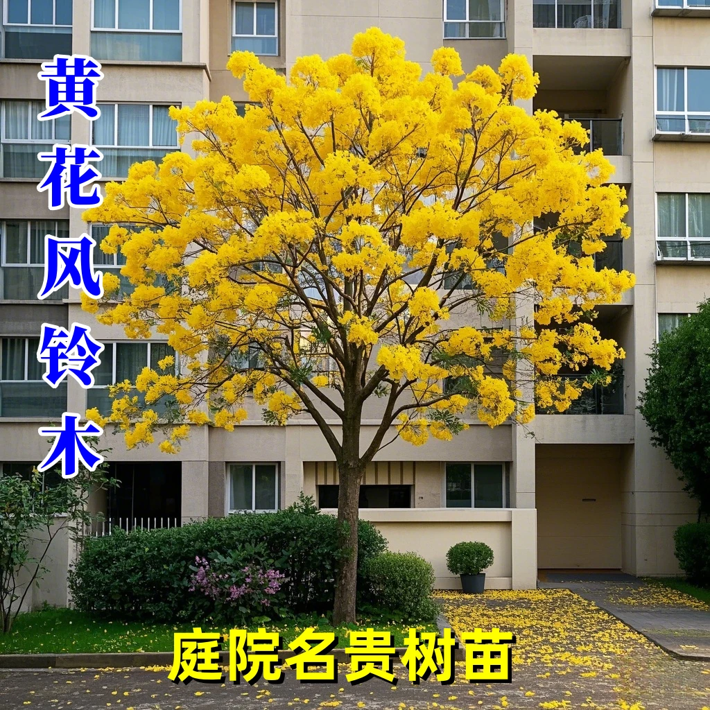 黄花风铃木苗公园多花盆栽庭院名贵树苗绿化小区地栽泰国树苗大树