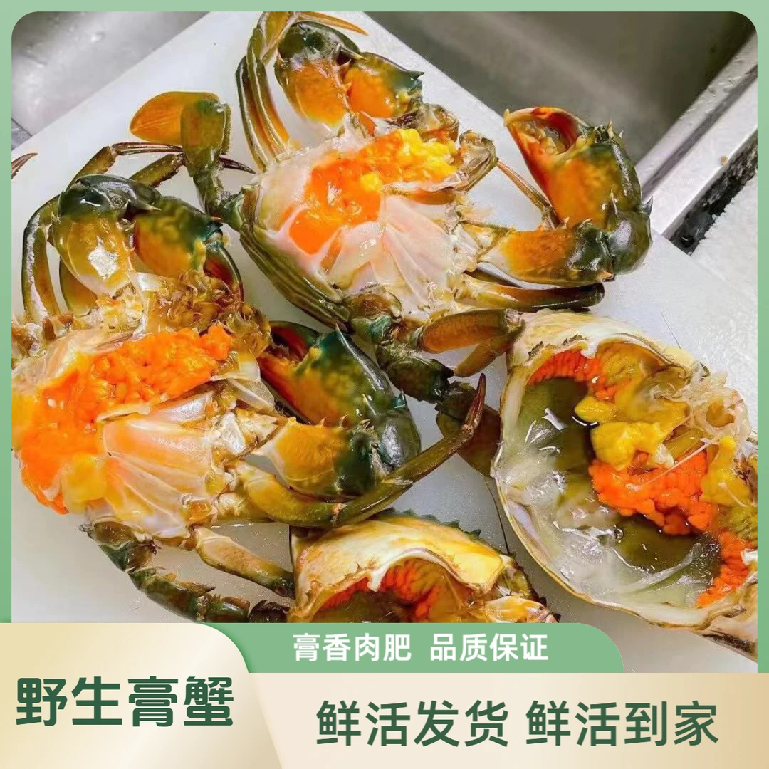 【鲜活发货包活到家】杭州发货/次日达/全母青膏蟹海蟹大红膏蟹中规格100-150g/只/凭开箱视频享受包活售后