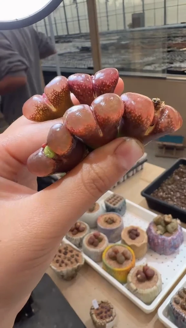 126多肉植物肉锥酒红鱼籽一颗